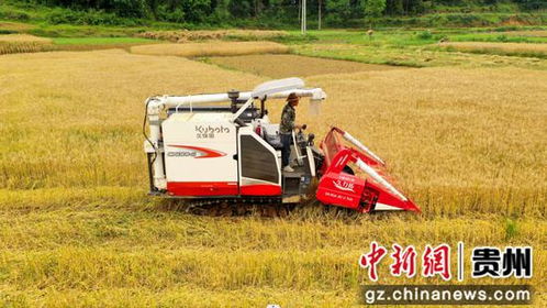 沿河2万余亩小麦进入成熟季 机械化服务助力丰收