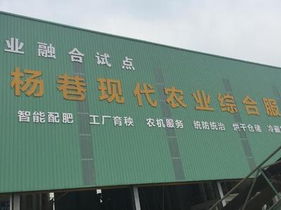 杨巷八千亩水稻田的现代化蜕变 全程机械化生产的探索与实践